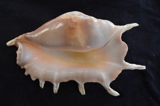 Grand coquillage Lambis 30 Cm