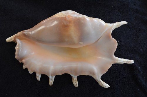 Grand coquillage lambis cm - lambis, 30