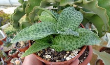Drimiopsis botryoides cacti - drimiopsis,