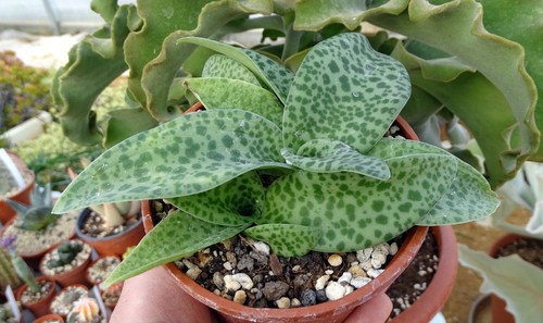 Drimiopsis botryoides cacti - drimiopsis,