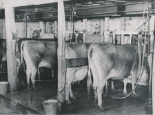 MELBOURNE c. 1950 - Élevage