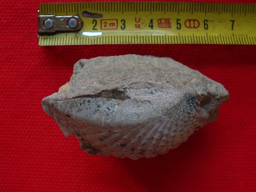 Bivalve albien - de,