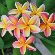 Graines fraîches plumeria - de,