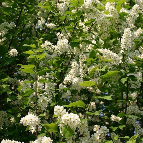 Prunus padus thoureil - prunus,