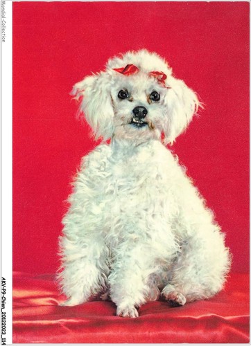 Akvp9 0702 chien - un, caniche