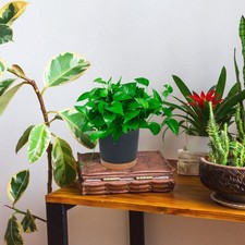  2 Pcs Jardiniere Plastique