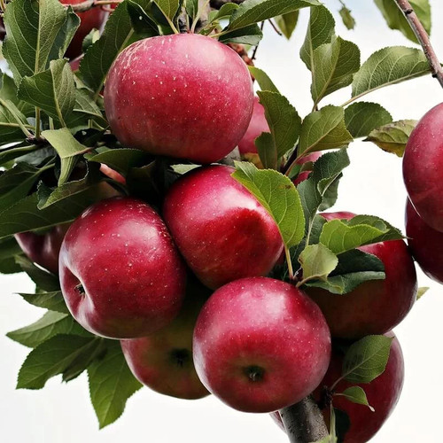 Pommier richared delicious - 'richared, *