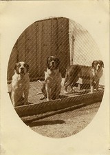 PHOTO ANCIENNE - VINTAGE SNAPSHOT - ANIMAL CHIEN CHENIL REGARD - DOG PET 