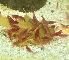 12 Crevettes caridines red