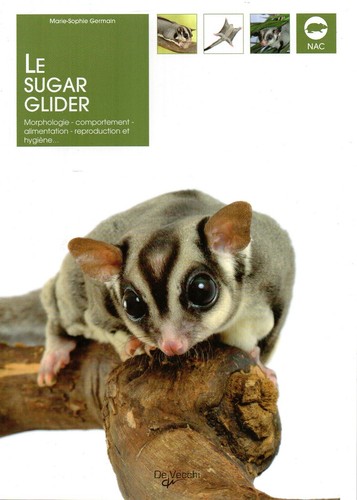 Sugar glider marie sophie - glider, marie-sophie