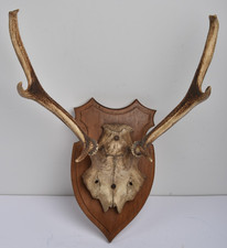 Bois de cerf - trophée Taxidermie - cabinet de curiosité - Chasse -Années 60