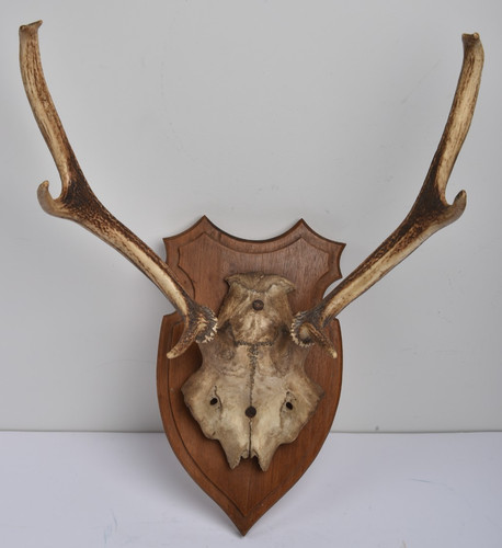 Bois cerf trophée - de,