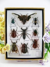 Insectes 3D - exotiques réel