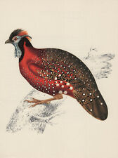Satyrtragopan (Tragopan Satyra) Impression Couleur De 1976 Impression Offset