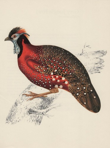 Satyrtragopan tragopan - satyrtragopan, (tragopan