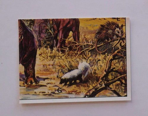 Panini animaux - **,