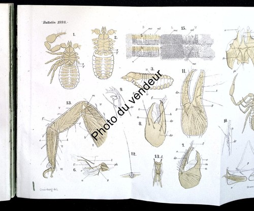 Arachnologie-Entomologie