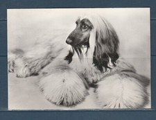 CPSM vers 1960  nature faune animaux  chien   lévrier afghan