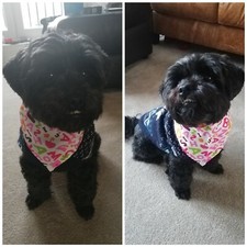 jolie cravate sur bandana pour chats et chiens plusieurs motifs