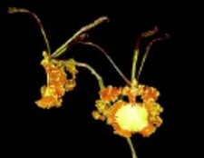 Psychopsis Mendenhall 'Hildos'