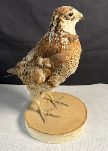 Bobwhite quail taxidermy mount - quail,