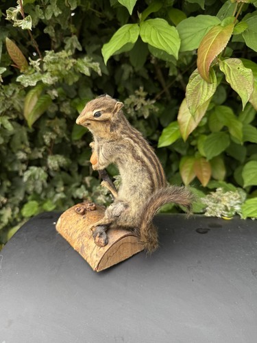Taxidermie écureuil corée - Écureuil, de