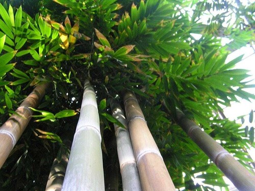 Graines bambusa tulda - bambusa, tulda,