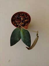 hoya caudata sumatra