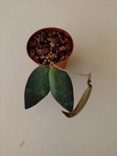 Hoya caudata sumatra - caudata,