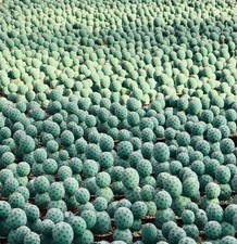 Tephrocactus geometricus -