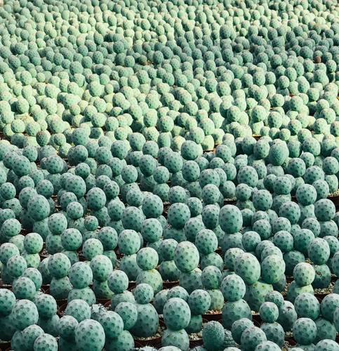 Tephrocactus geometricus - ,