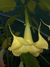 3 graines de TROMPETTES DES