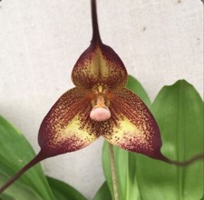 Dracula hirtzii ‘Red