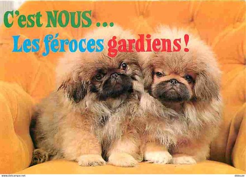 Carte postale animaux - postale,