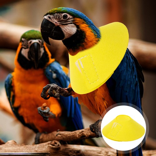Collerette oiseaux collier - oiseaux,