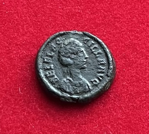 Aelia flacilla nummus - aelia, ou