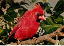 Animaux - Oiseaux - Cardinal Rouge - Parc Ornithologique de Villars les Dombes -