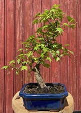 Bonsaï acer buergerianum - bonsaÏ,