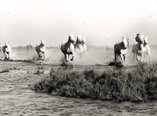 PHOTO PAR NAVAL 1986 CINEMA FILM  A L HONNEUR DES CHEVAUX BLANCS CAMARGUAIS