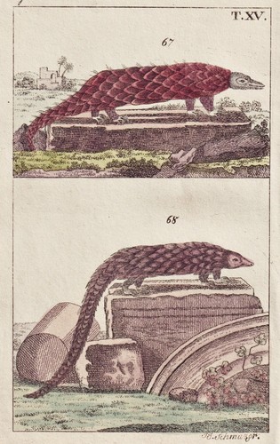 Pangolin cuivre gravure - pangolin, en