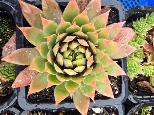 Joubarbe sempervivum gold rush - joubarbe,
