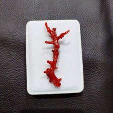 Ancienne branche de corail