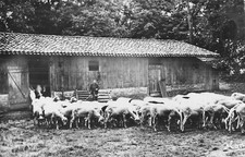 CP BEAU SITE LANDAIS BERGERIE