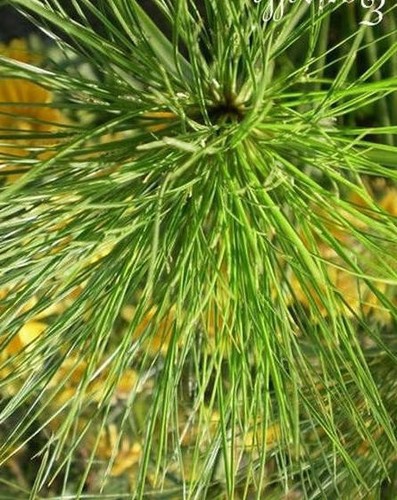 Souchet cyperus papyrus - souchet, 'papyrus