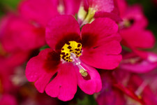 25 graines Orchidée du