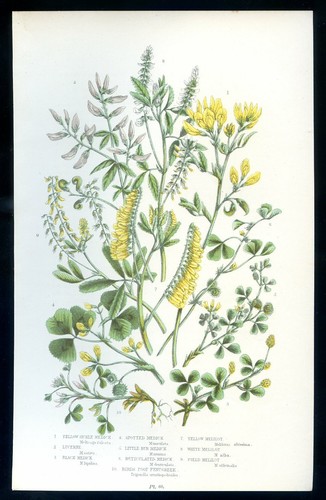 Botanique fleur medicago - fleur,,