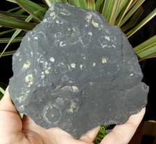 Pyrite sur Ardoise Lac