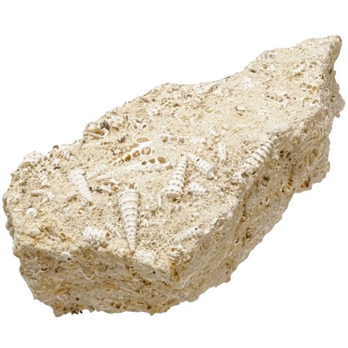 Bloc calcaire fossile - , avec