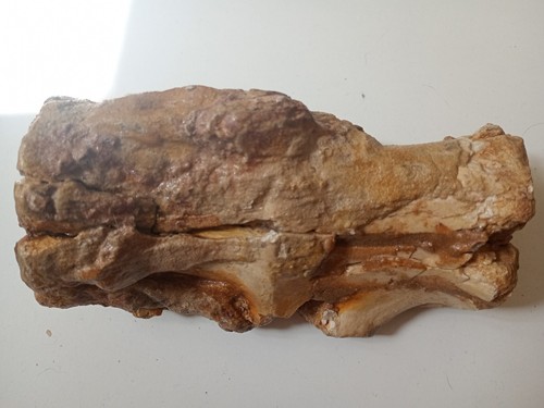 Vertèbre dinosaure de - de,