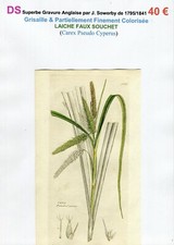 XVIII/XIX - LAÎCHE FAUX SOUCHET (Carex Pseudo Cyperus) Superbe Gravure 1795/1841